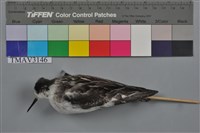 藏品(紅領瓣足鷸)的圖片